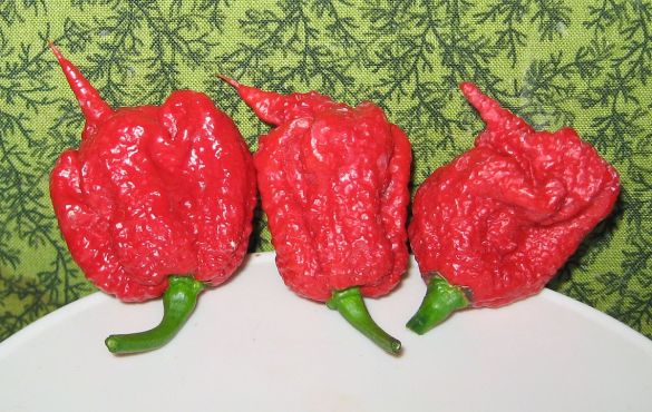 愛爾蘭美食，愛爾蘭遊學，辣雞翅 Carolina_Reaper_pepper