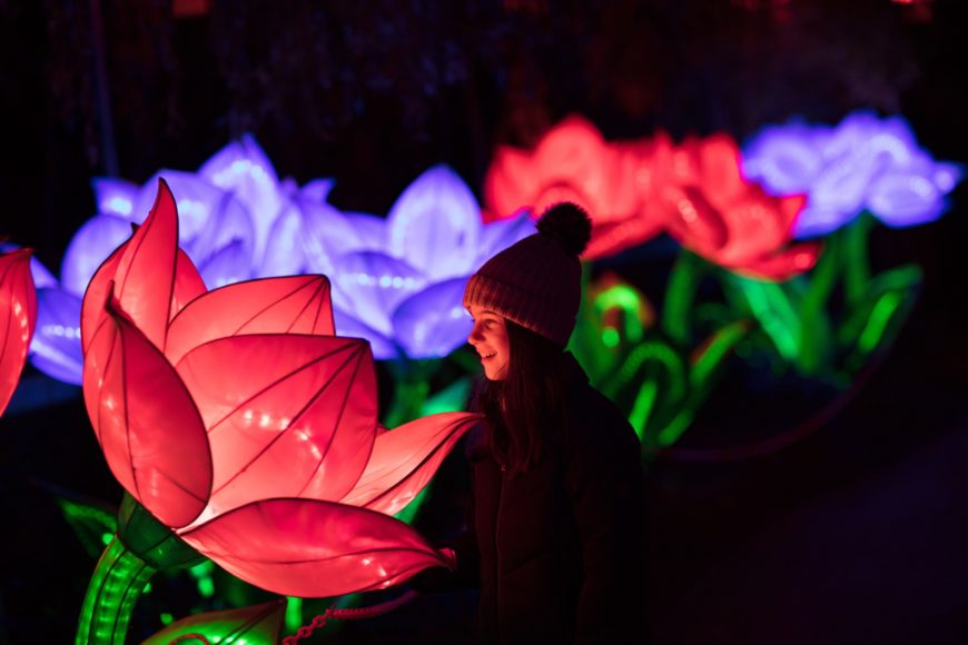 stiva teo, 動物園，都柏林，遊學 2