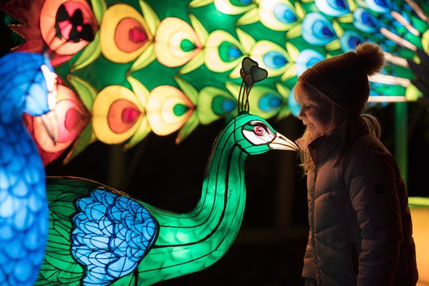 stiva teo, 動物園，都柏林，遊學3