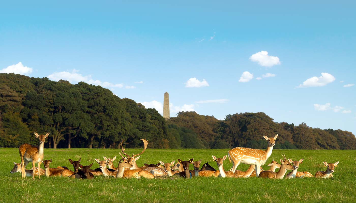 deer-in-phoenix-park-dublin